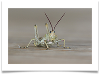 Grasshopper - John Taylor